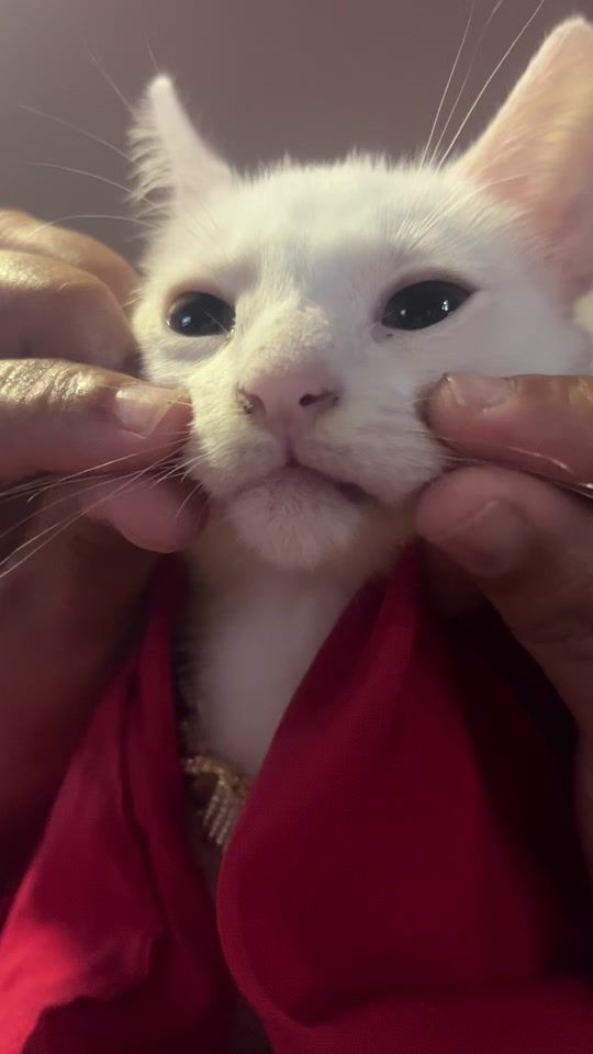 TikTok video thumbnail by judithgalvan28