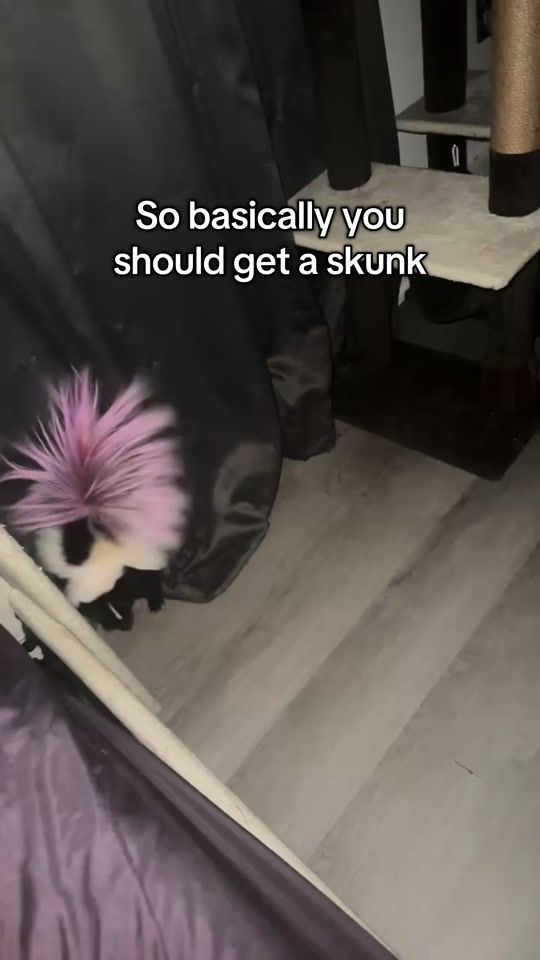 TikTok video thumbnail by skank_the_skunk