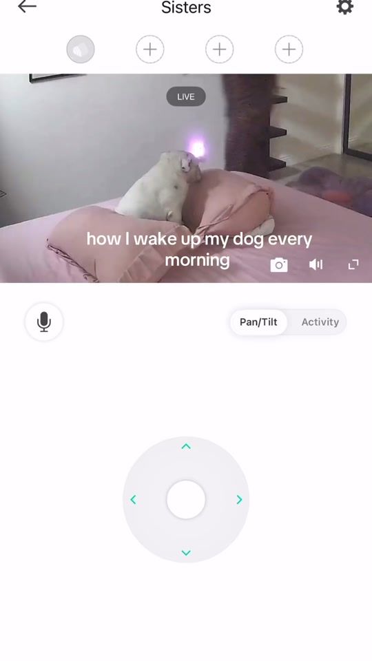 TikTok video thumbnail by willowtheebulldog