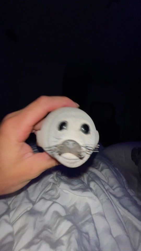 TikTok video thumbnail by sam_the.seal
