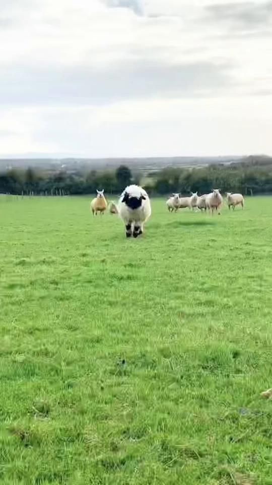 TikTok video thumbnail by hello.my542