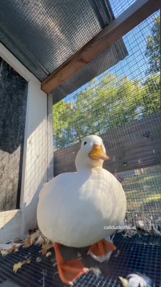 TikTok video thumbnail by callduckofficial