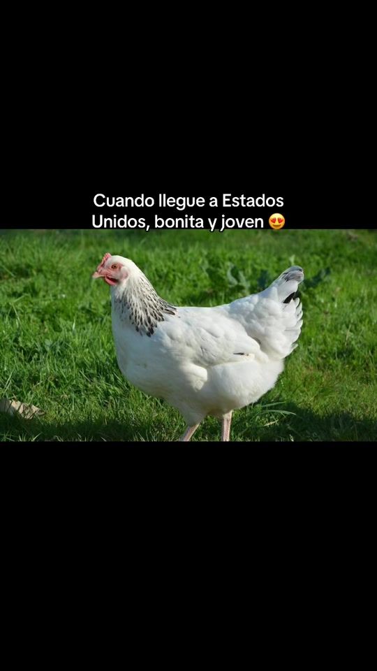 TikTok video thumbnail by jo_anna103