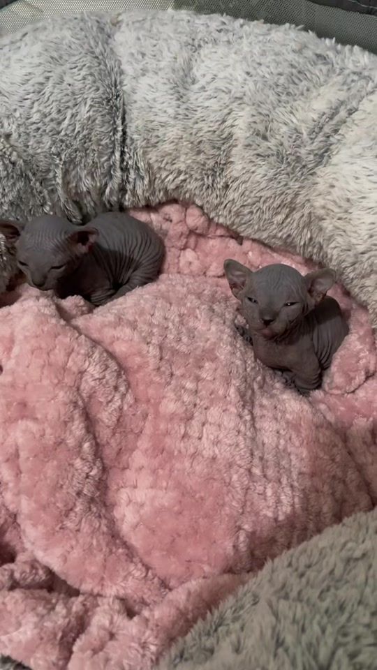 TikTok video thumbnail by sphynxmiami