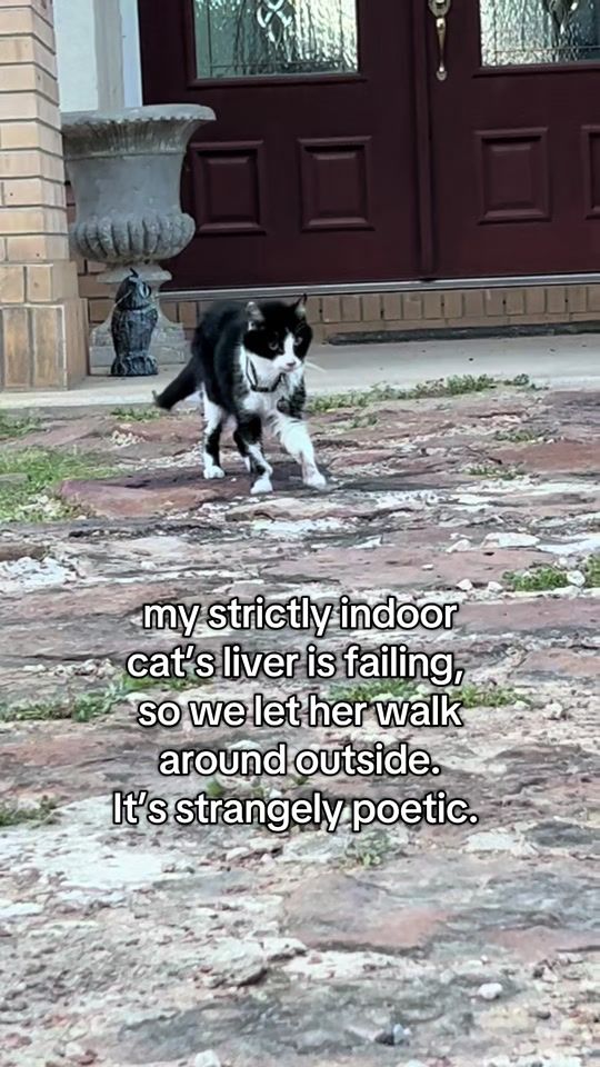 TikTok video thumbnail by spicylilbug