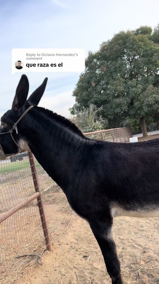 TikTok video thumbnail by franciscoramirez0ficial