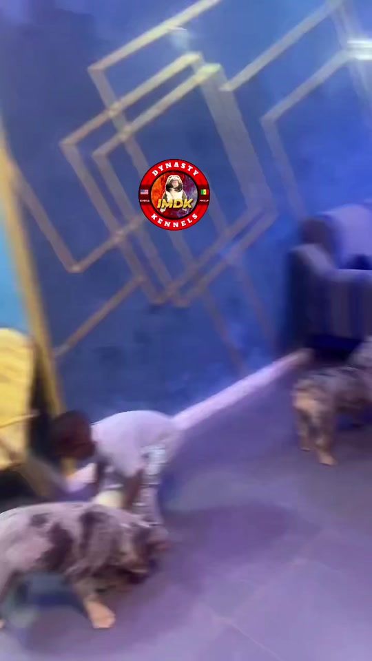 TikTok video thumbnail by imdkennels