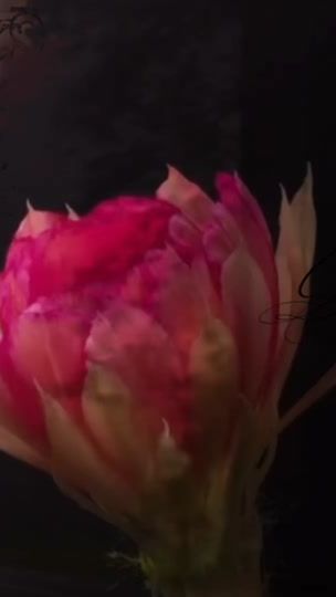 TikTok video thumbnail by rregretsins