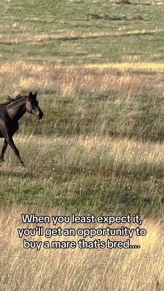 TikTok video thumbnail by cbarshorses