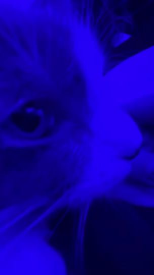 TikTok video thumbnail by annoying_avery