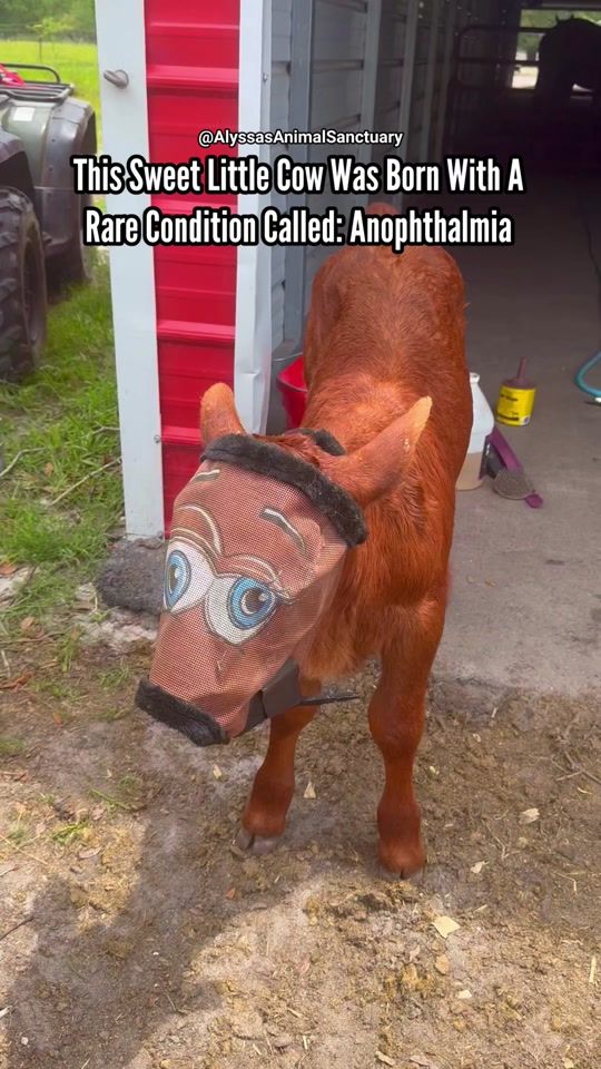 TikTok video thumbnail by alyssasanimalsanctuary