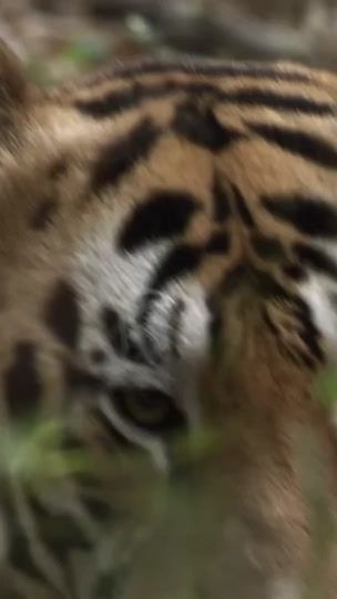 TikTok video thumbnail by xonifty