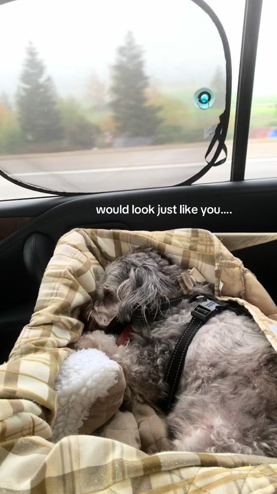 TikTok video thumbnail by greeneggswithspam