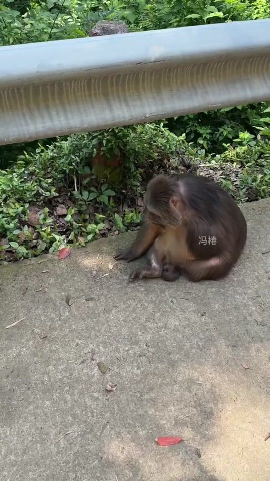 TikTok video thumbnail by monkey.amazing