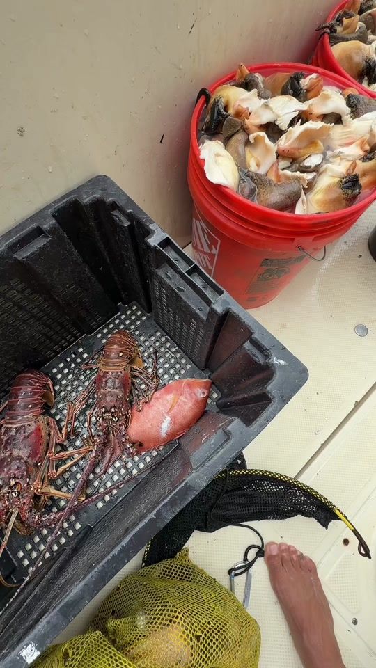 TikTok video thumbnail by jay_divefishingpro