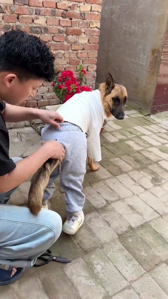 TikTok video thumbnail by pet_statione