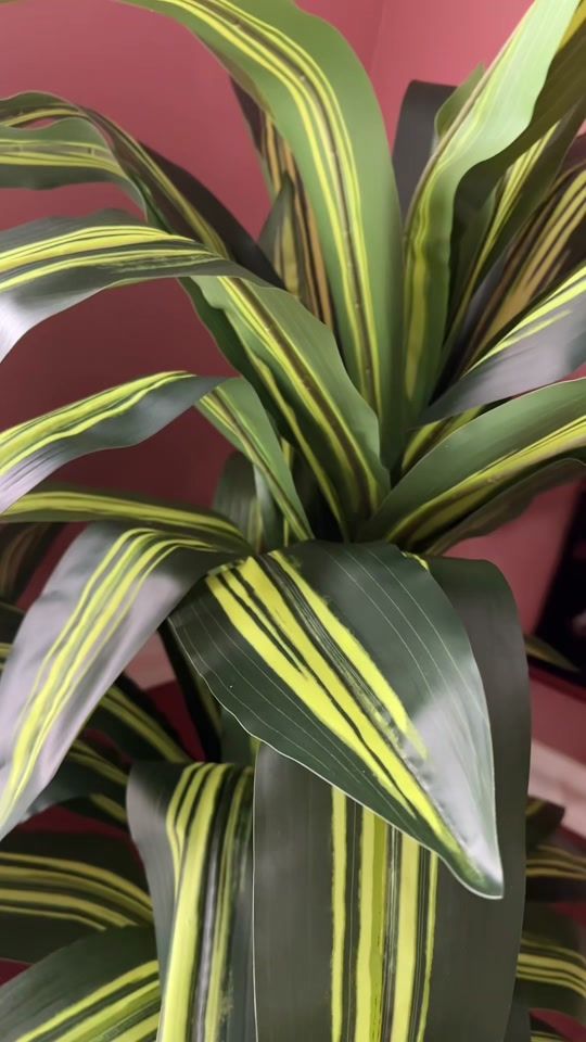 TikTok video thumbnail by neermalapoudel