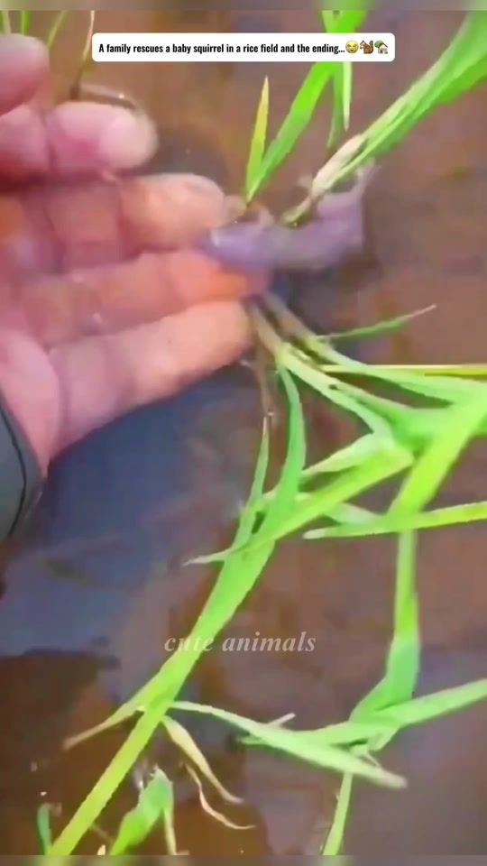 TikTok video thumbnail by cuteanimals917