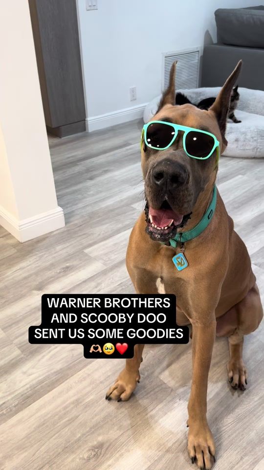 TikTok video thumbnail by thereal_scoobydoo