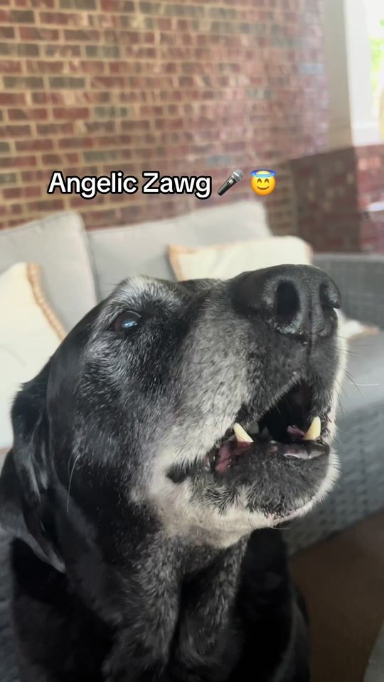 TikTok video thumbnail by zawgandschlawg