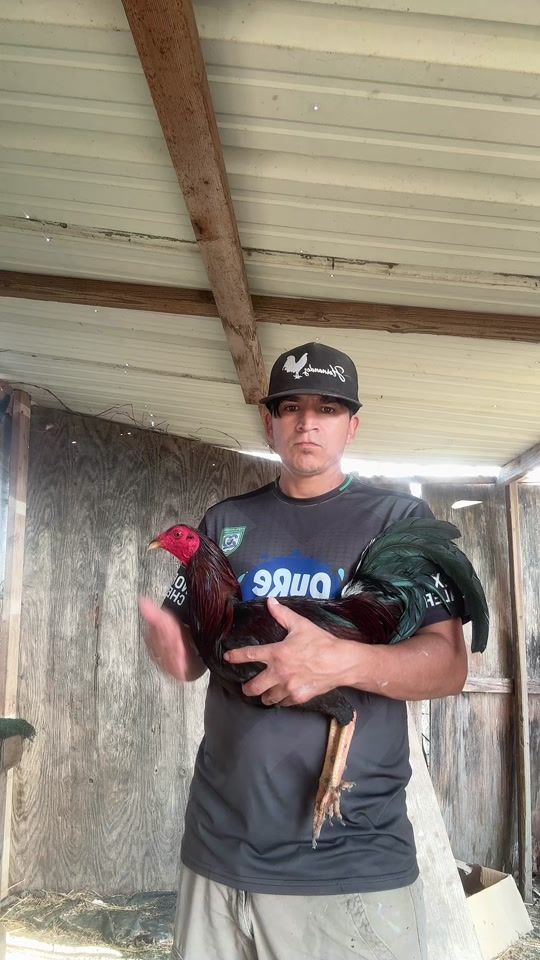 TikTok video thumbnail by hernandezfarms2