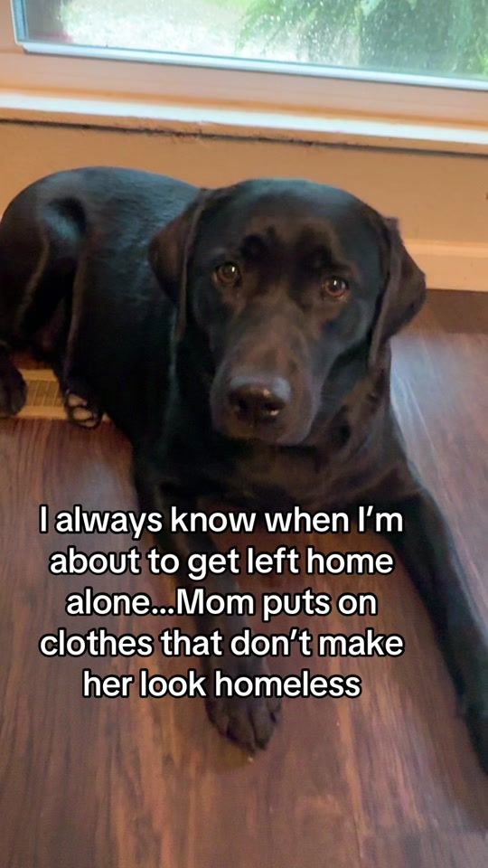 TikTok video thumbnail by bear_shadow_labradors
