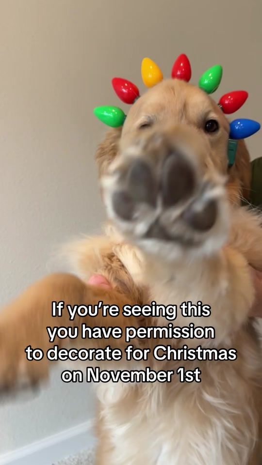 TikTok video thumbnail by benny_and_remy