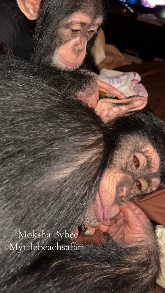 TikTok video thumbnail by mokshabybee