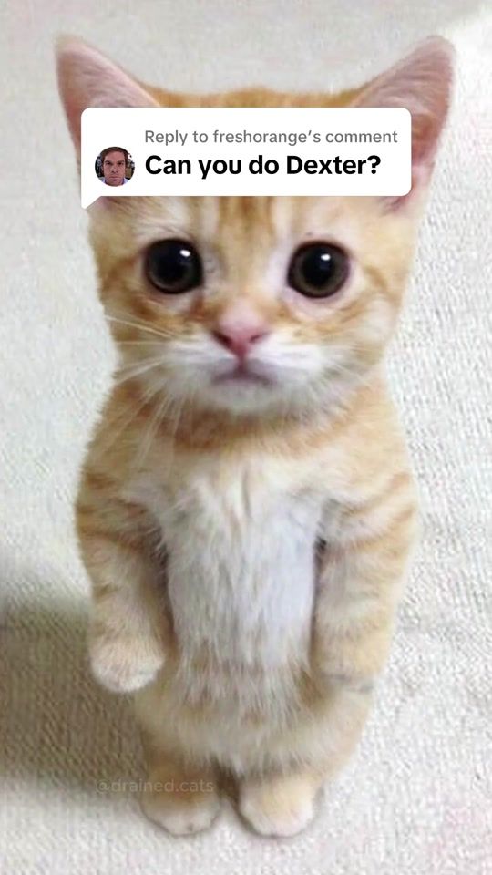 TikTok video thumbnail by drained.cats