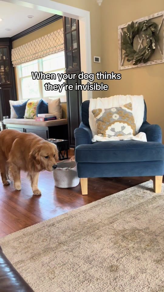 TikTok video thumbnail by goldenretrieverblu_