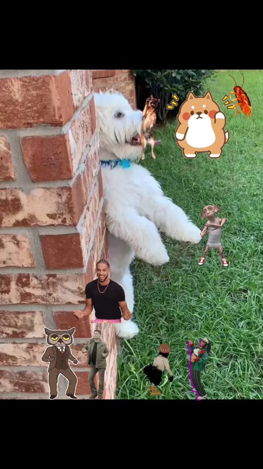 TikTok video thumbnail by casey.toby