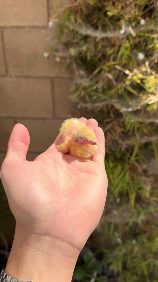 TikTok video thumbnail by crizpaclibarr