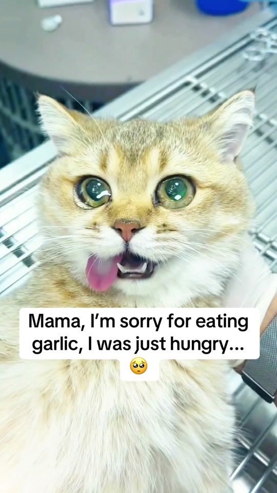TikTok video thumbnail by meowtunesbox