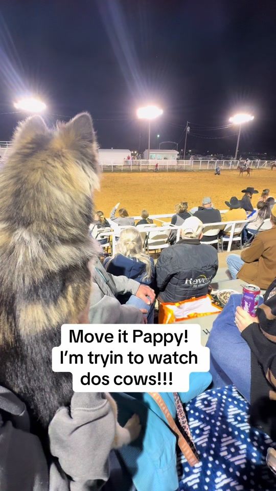TikTok video thumbnail by pawsomepomskies