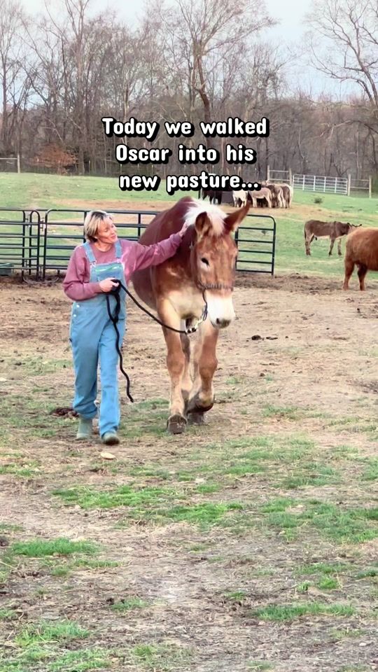 TikTok video thumbnail by oursimplehomestead