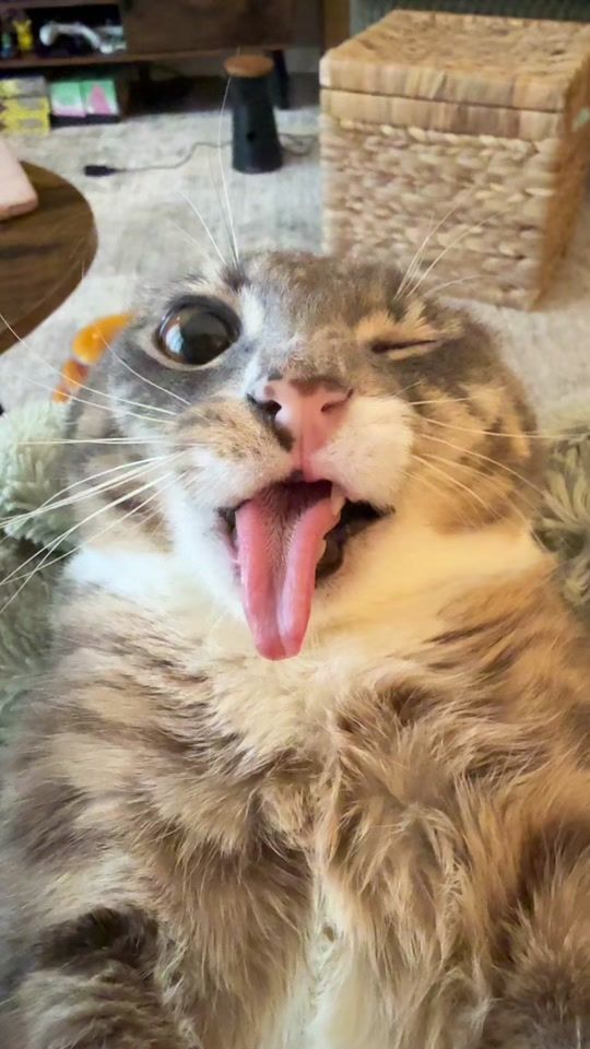 TikTok video thumbnail by iamrigbycat