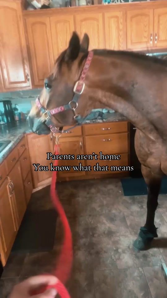 TikTok video thumbnail by kadence._thompson