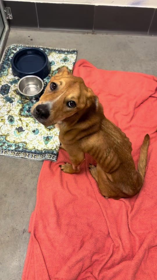 TikTok video thumbnail by azhumanesociety