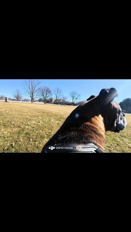 TikTok video thumbnail by vito.the.boxer