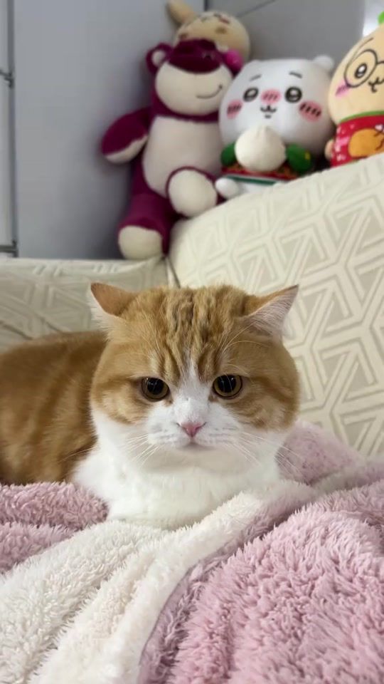 TikTok video thumbnail by cutecatfpy