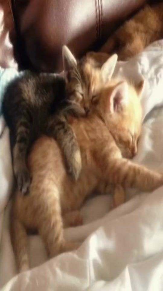 TikTok video thumbnail by catluvrr56