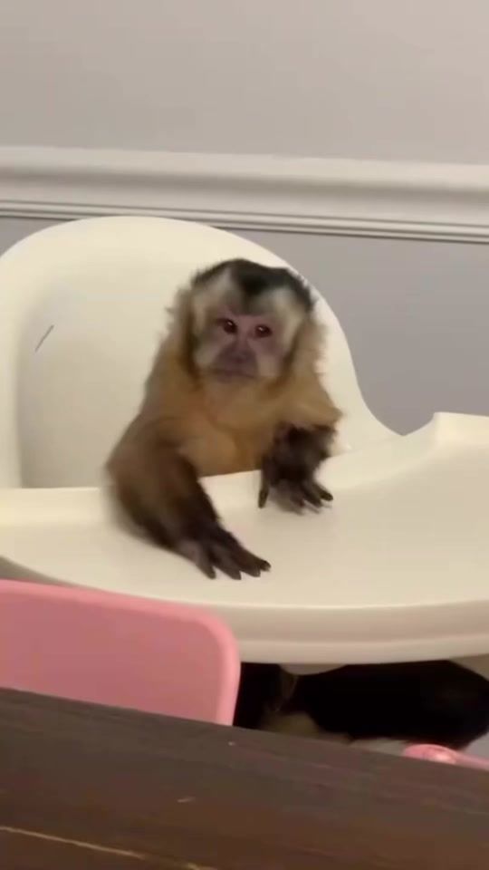 TikTok video thumbnail by echele_ganas