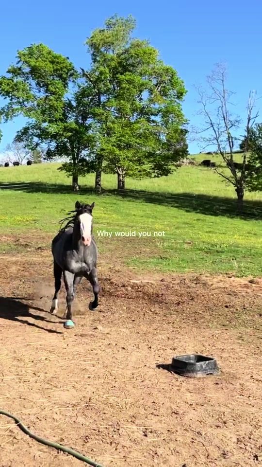 TikTok video thumbnail by awilson117