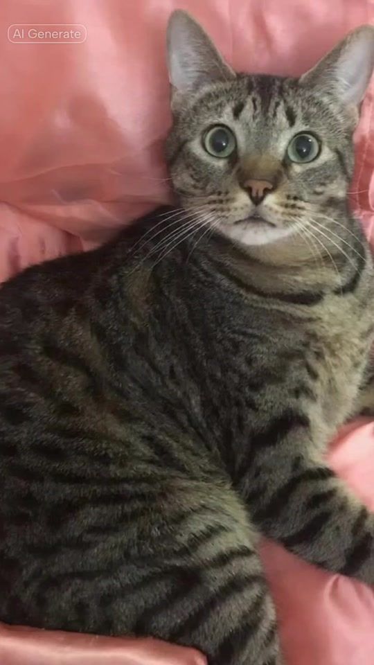 TikTok video thumbnail by sugabearthekitty