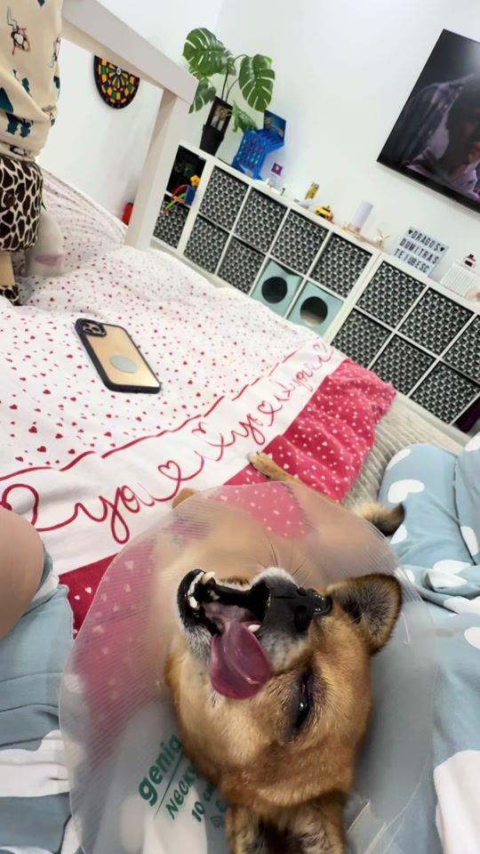 TikTok video thumbnail by pitiuaichatitirez