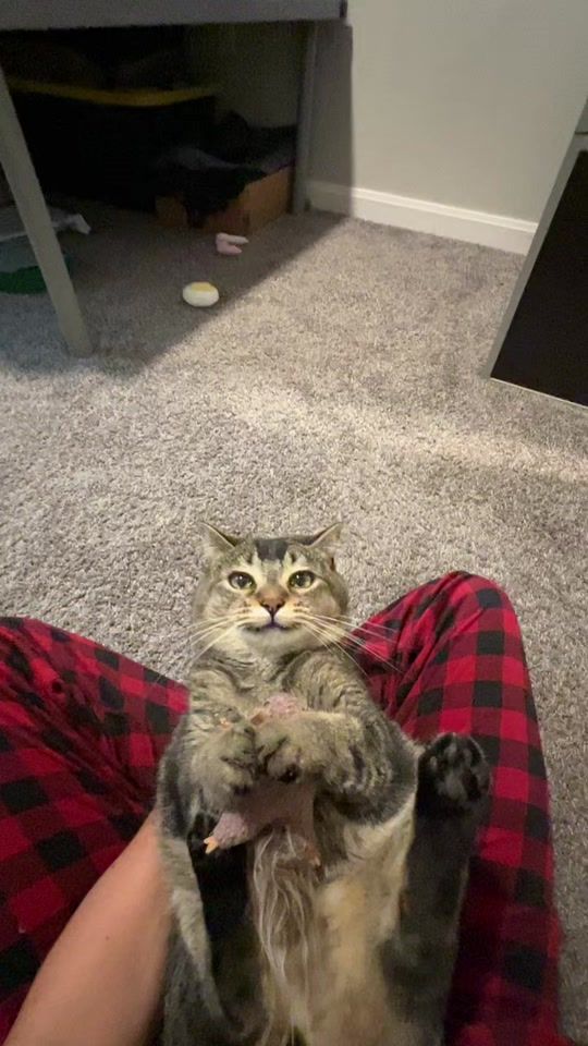 TikTok using Timber