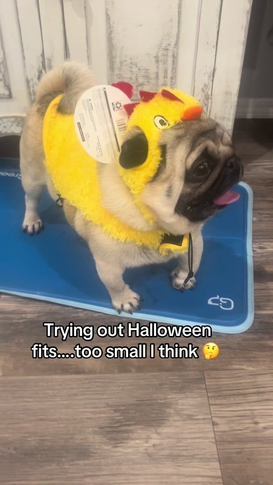 TikTok video thumbnail by pugrocki