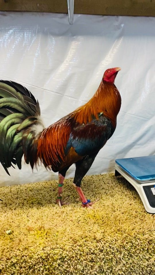 TikTok video thumbnail by sanjudasgamefarm