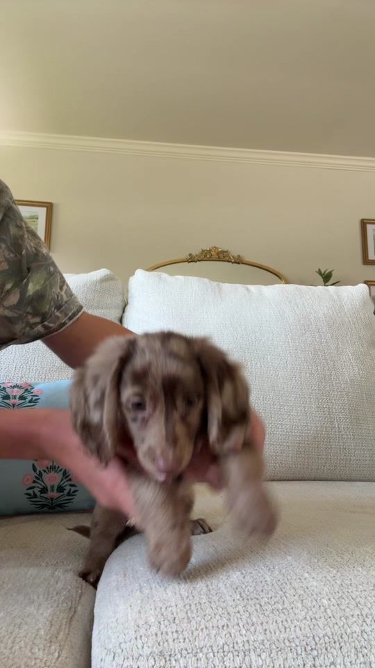 TikTok video thumbnail by madisnydd
