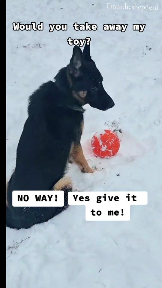 TikTok video thumbnail by titan.the.shepherd
